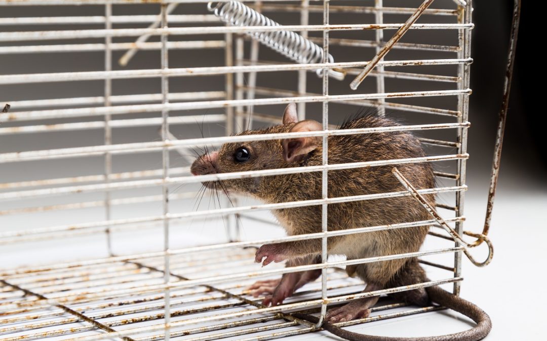 How To Remove Crawl Space Molds and Rodents