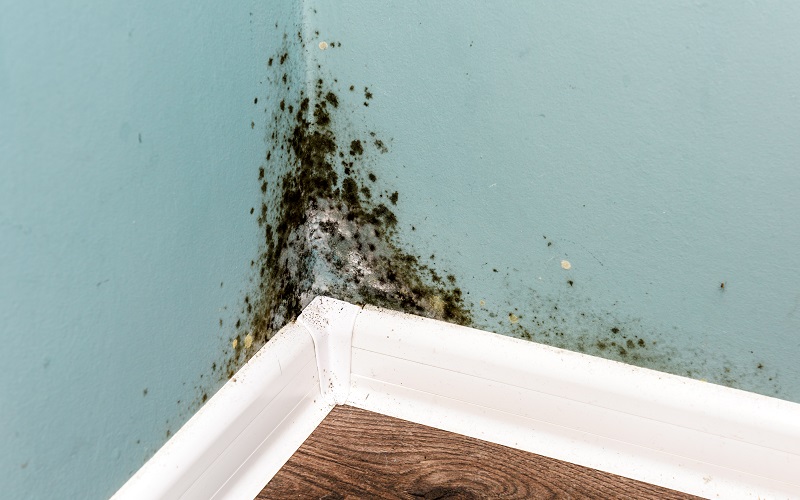 How to Prevent Mold From Coming Back