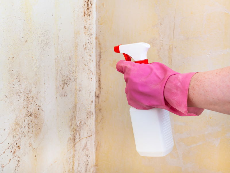 How Dangerous Is Basement Mold