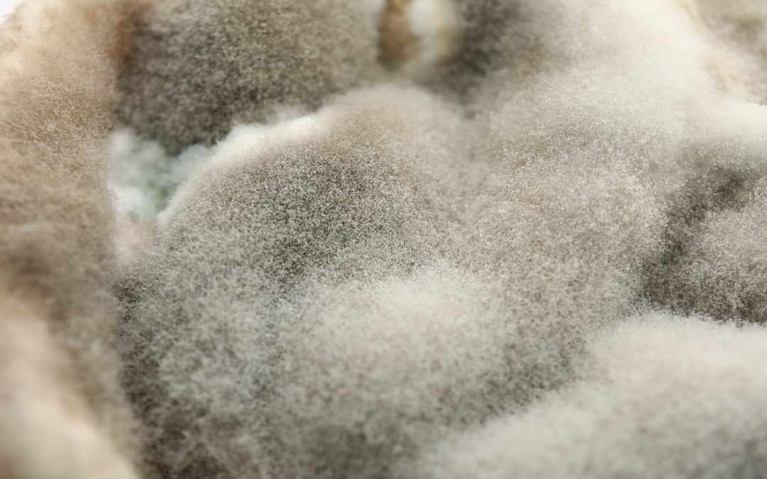 Basement Mold Removal: DIY vs. Professional Solutions
