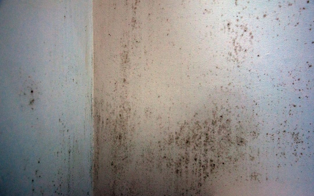 Mold-Resistant Basement Finishing: Tips for a Healthy Living Space