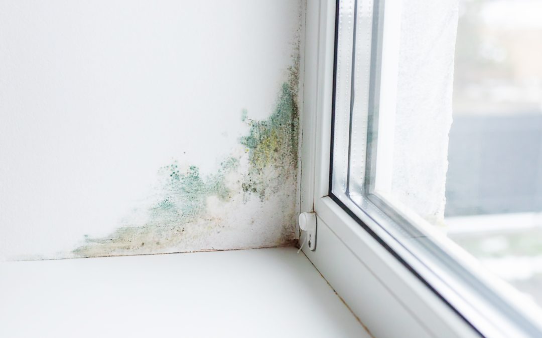 The Role of Grading in Preventing Water Damage Around Your Home